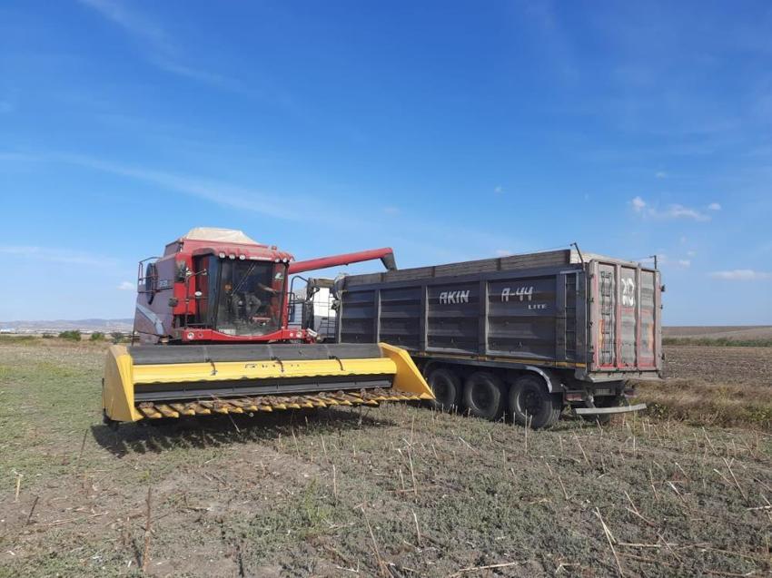 Bandırma'da dev ayçiçeği hasadı tamamlandı: 5 dekar alanda verim rekoru kırıldı!