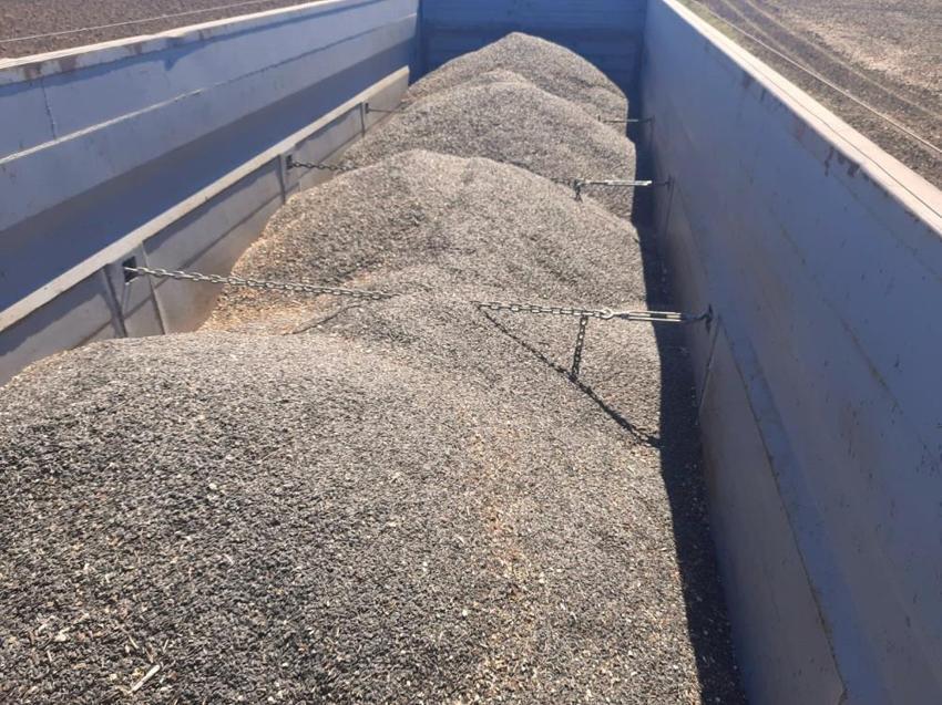 Bandırma'da dev ayçiçeği hasadı tamamlandı: 5 dekar alanda verim rekoru kırıldı!