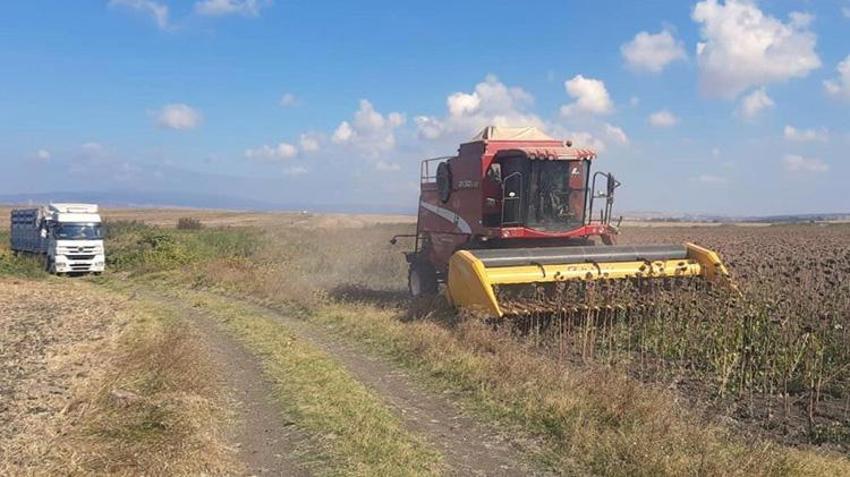 Bandırma'da dev ayçiçeği hasadı tamamlandı: 5 dekar alanda verim rekoru kırıldı!