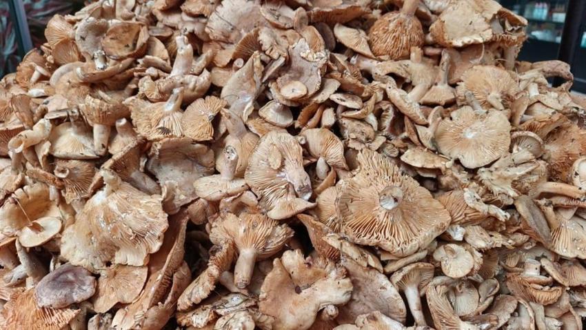 Hasat sonrası fiyatı 250'ye düştü! Ordu'da yetişiyor: Karadeniz onunla tat alıyor