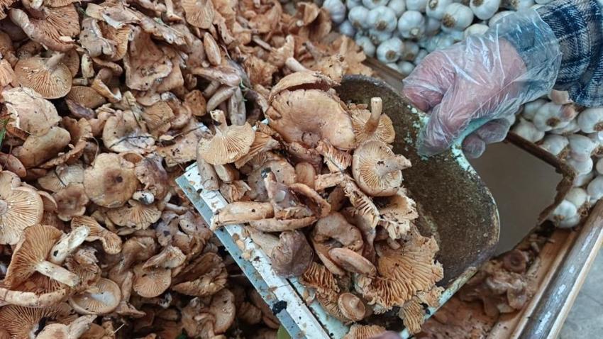 Hasat sonrası fiyatı 250'ye düştü! Ordu'da yetişiyor: Karadeniz onunla tat alıyor