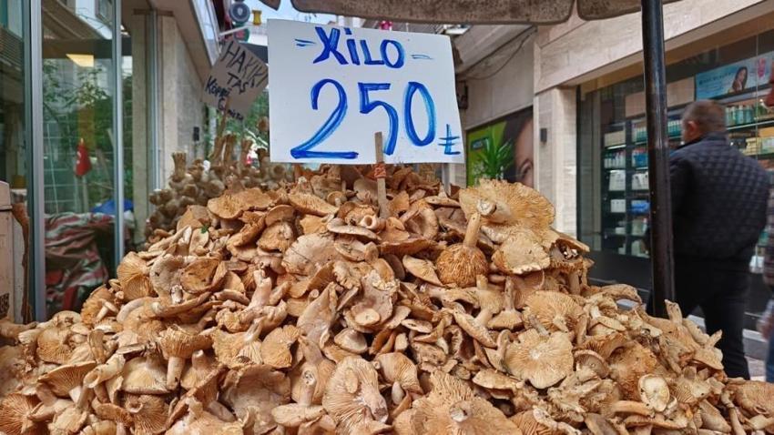 Hasat sonrası fiyatı 250'ye düştü! Ordu'da yetişiyor: Karadeniz onunla tat alıyor