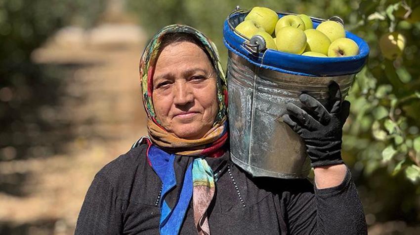 Isparta'nın meşhur ürününde hasat bereketle devam ediyor! 800 ton rekolte bekleniyor