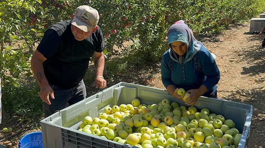 Isparta'nın meşhur ürününde hasat bereketle devam ediyor! 800 ton rekolte bekleniyor