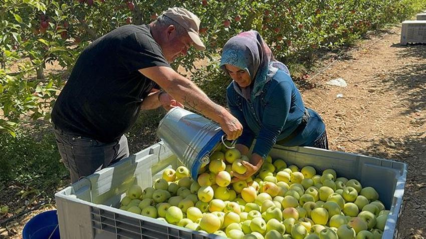 Isparta'nın meşhur ürününde hasat bereketle devam ediyor! 800 ton rekolte bekleniyor
