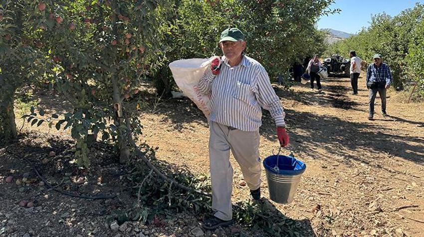 Isparta'nın meşhur ürününde hasat bereketle devam ediyor! 800 ton rekolte bekleniyor