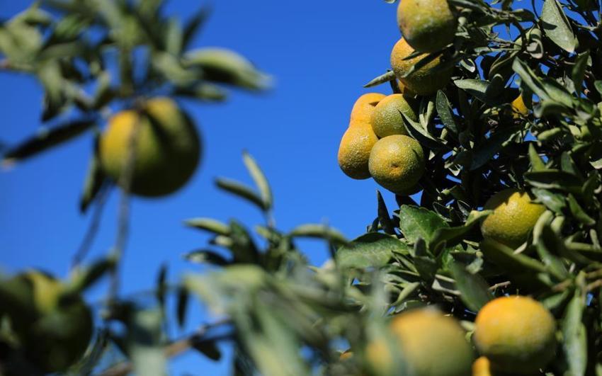 Adana'da bahçeler doldu, fiyatlar düştü! Kilosu 15 TL'den satılıyor! Rusya ve Avrupa ülkeleri kapış kapış alıyor