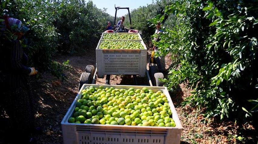 Adana'da bahçeler doldu, fiyatlar düştü! Kilosu 15 TL'den satılıyor! Rusya ve Avrupa ülkeleri kapış kapış alıyor