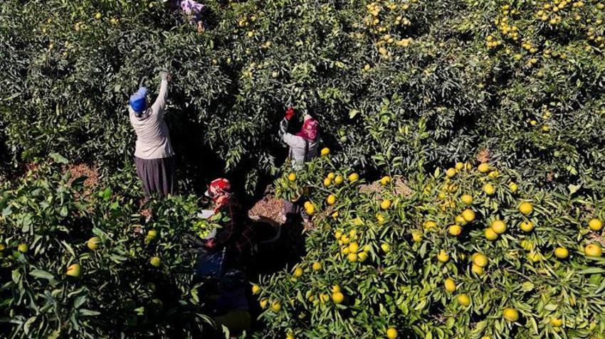 Adana'da bahçeler doldu, fiyatlar düştü! Kilosu 15 TL'den satılıyor! Rusya ve Avrupa ülkeleri kapış kapış alıyor