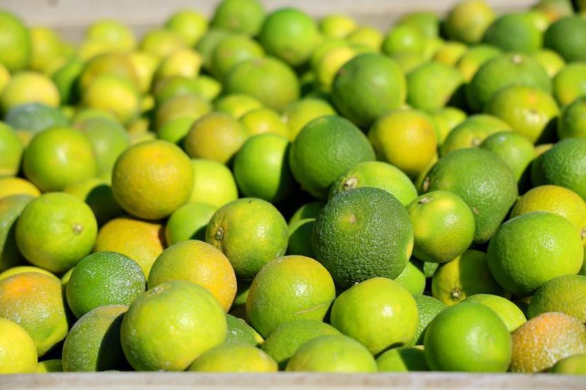 Adana'da bahçeler doldu, fiyatlar düştü! Kilosu 15 TL'den satılıyor! Rusya ve Avrupa ülkeleri kapış kapış alıyor