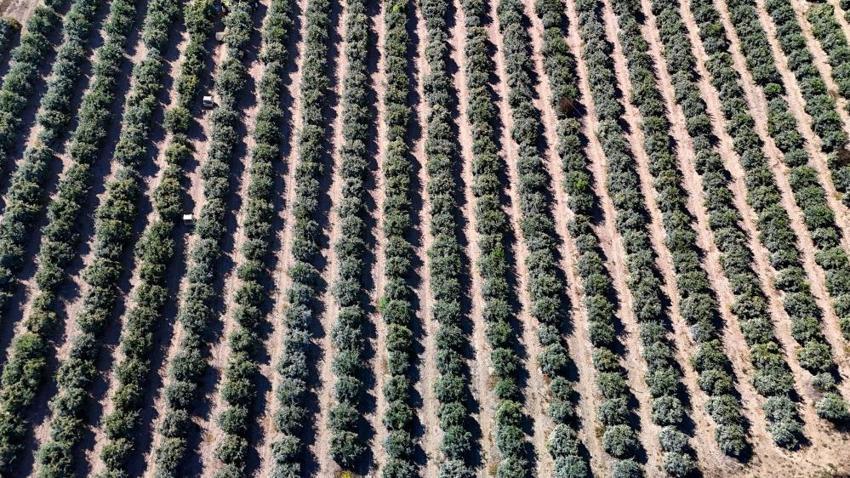 Adana'da bahçeler doldu, fiyatlar düştü! Kilosu 15 TL'den satılıyor! Rusya ve Avrupa ülkeleri kapış kapış alıyor