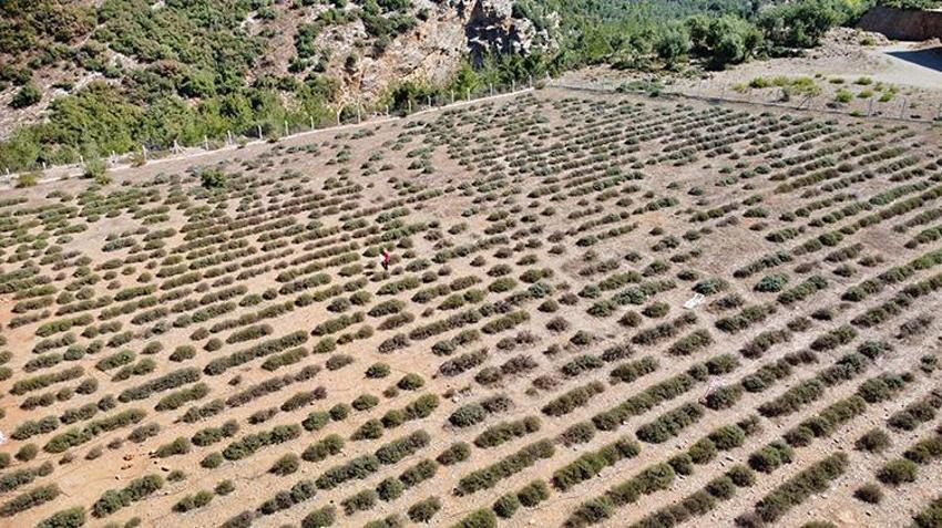 Osmaniye'de kadın girişimciler el birliğiyle yaptı: Atıl arazi kendilerine gelir kapısı oldu!