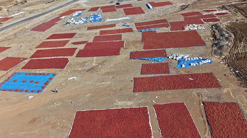 Tarlalar kırmızıya boyandı! Sabahın ilk ışıklarıyla başlıyorlar, kuruttuktan sonra satıyorlar