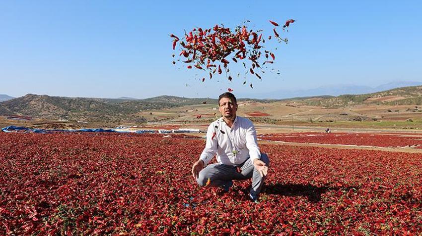 Tarlalar kırmızıya boyandı! Sabahın ilk ışıklarıyla başlıyorlar, kuruttuktan sonra satıyorlar