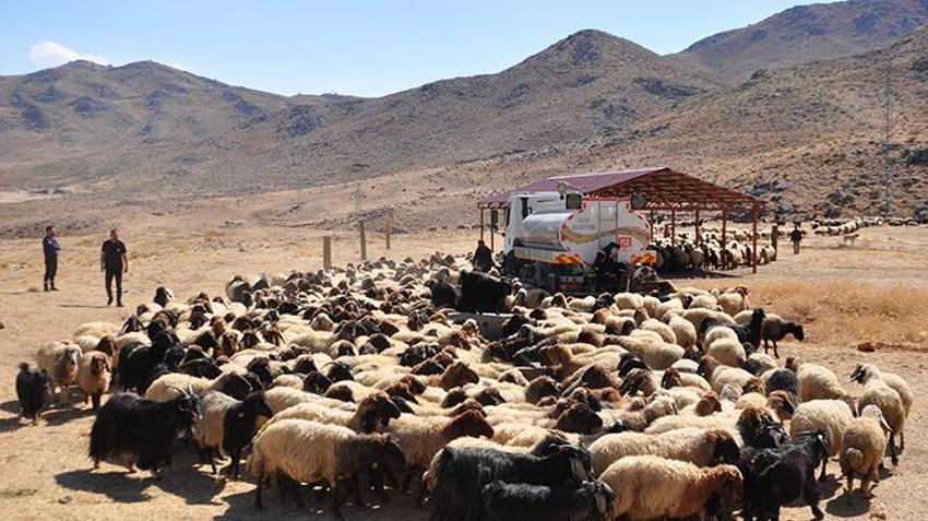 Bitlis Hizan'da insani dokunuş: Susuz kalan hayvan sürülerine itfaiye ekipleri su taşıdı!