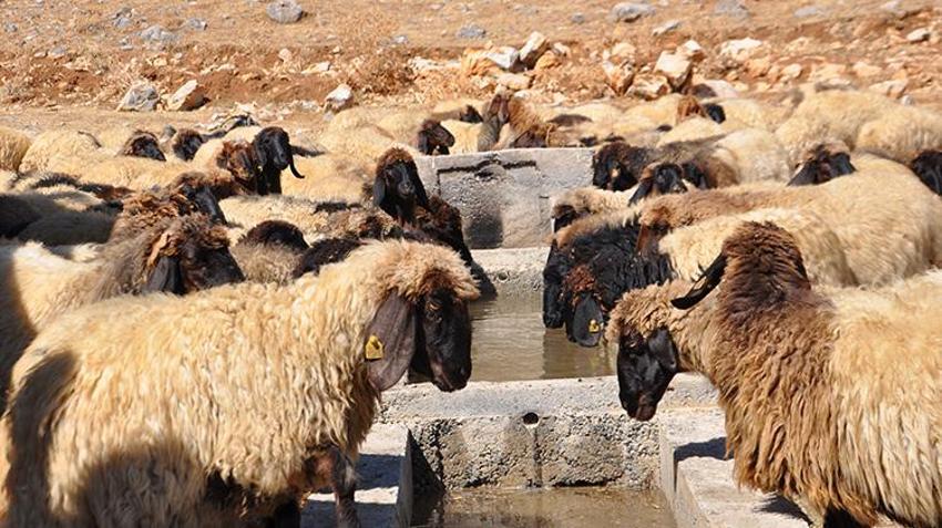 Bitlis Hizan'da insani dokunuş: Susuz kalan hayvan sürülerine itfaiye ekipleri su taşıdı!