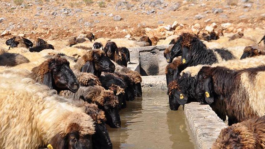 Bitlis Hizan'da insani dokunuş: Susuz kalan hayvan sürülerine itfaiye ekipleri su taşıdı!