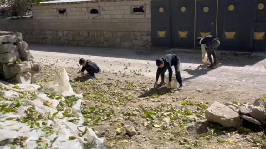 Sadece Bitlis'te yetişiyor! Hasat sokakta başladı, Avrupa ülkeleri sıraya girdi, kilosu 600 lira
