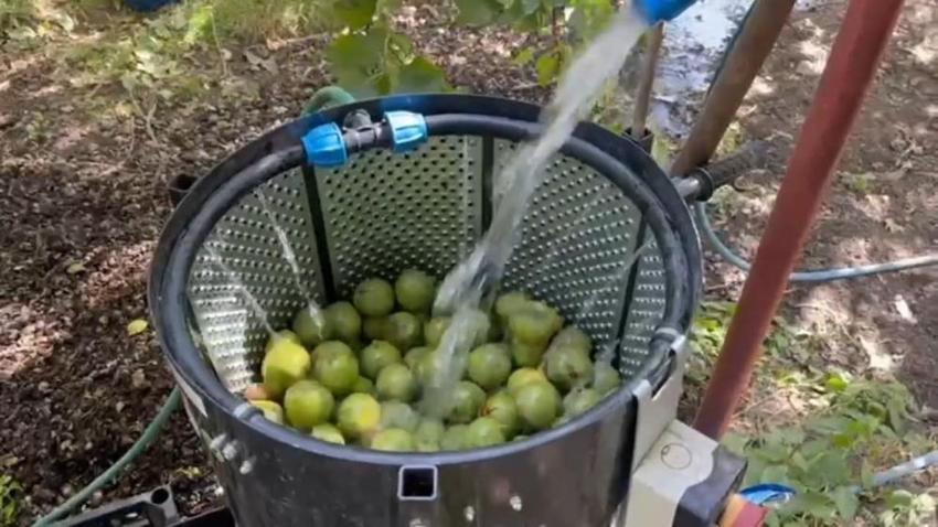 Sadece Bitlis'te yetişiyor! Hasat sokakta başladı, Avrupa ülkeleri sıraya girdi, kilosu 600 lira