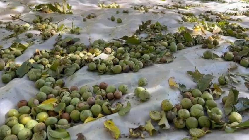 Sadece Bitlis'te yetişiyor! Hasat sokakta başladı, Avrupa ülkeleri sıraya girdi, kilosu 600 lira