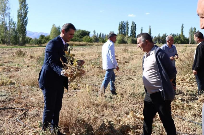 Deneme alanlarında ilk hasat yapıldı! Bu sezon verim tavan yaptı