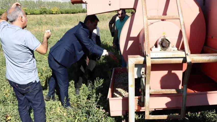 Deneme alanlarında ilk hasat yapıldı! Bu sezon verim tavan yaptı