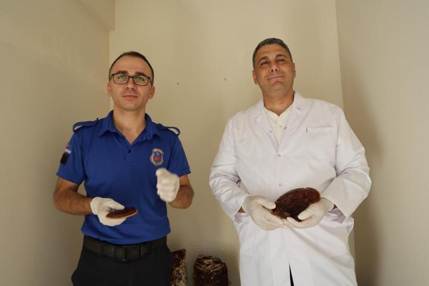 Adana'da hükümlüler, kilogramı 15 Bin TL olan 'Kırmızı Reishi' mantarı yetiştirdi! Ekonomiye katkı sağlayacak