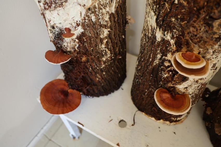 Adana'da hükümlüler, kilogramı 15 Bin TL olan 'Kırmızı Reishi' mantarı yetiştirdi! Ekonomiye katkı sağlayacak