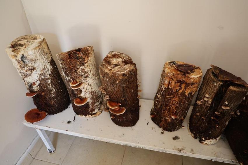 Adana'da hükümlüler, kilogramı 15 Bin TL olan 'Kırmızı Reishi' mantarı yetiştirdi! Ekonomiye katkı sağlayacak