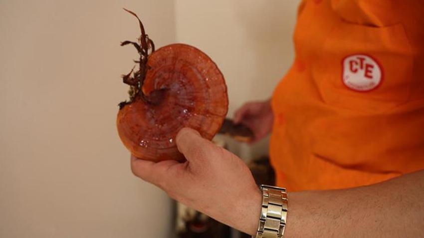 Adana'da hükümlüler, kilogramı 15 Bin TL olan 'Kırmızı Reishi' mantarı yetiştirdi! Ekonomiye katkı sağlayacak