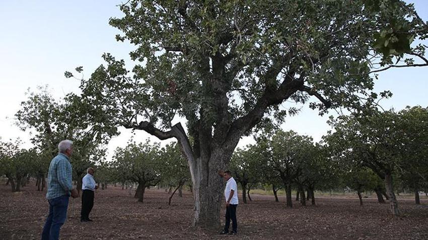 Şanlıurfa'da 5 asırlık fıstık ağaçları hala meyve veriyor: Diğerlerinden 3 kat daha verimli!