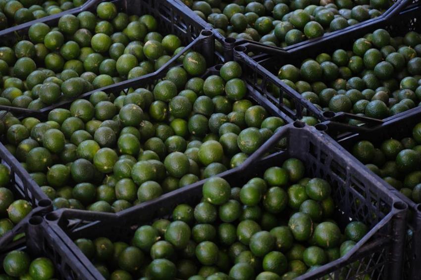 Yeşil altın Bodrum’dan Türkiye’ye yayılıyor! Üreticiye erken hasat desteği