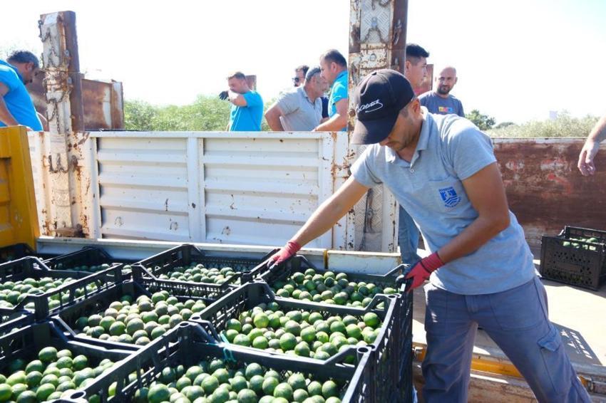 Yeşil altın Bodrum’dan Türkiye’ye yayılıyor! Üreticiye erken hasat desteği
