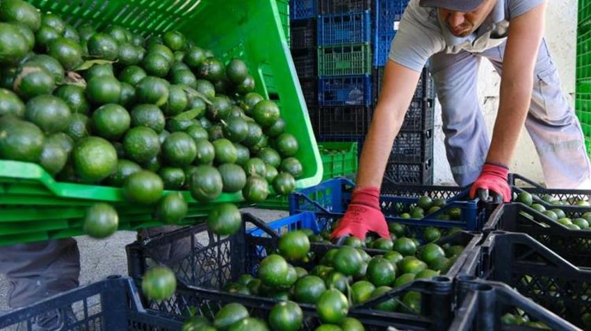 Yeşil altın Bodrum’dan Türkiye’ye yayılıyor! Üreticiye erken hasat desteği