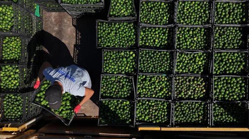 Yeşil altın Bodrum’dan Türkiye’ye yayılıyor! Üreticiye erken hasat desteği