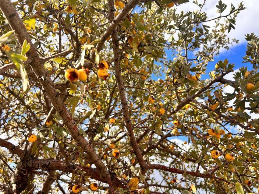 Ankara'da dağlarda yetişiyor, köylü bununla geçimini sağlıyor! Faydaları saymakla bitmez