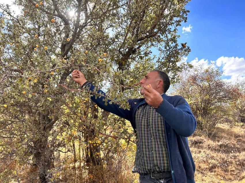Ankara'da dağlarda yetişiyor, köylü bununla geçimini sağlıyor! Faydaları saymakla bitmez