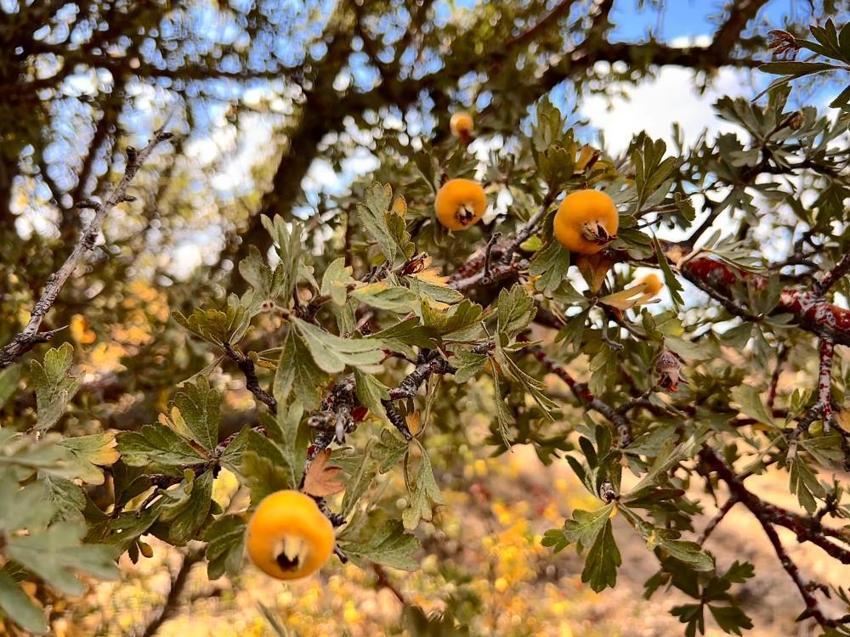 Ankara'da dağlarda yetişiyor, köylü bununla geçimini sağlıyor! Faydaları saymakla bitmez