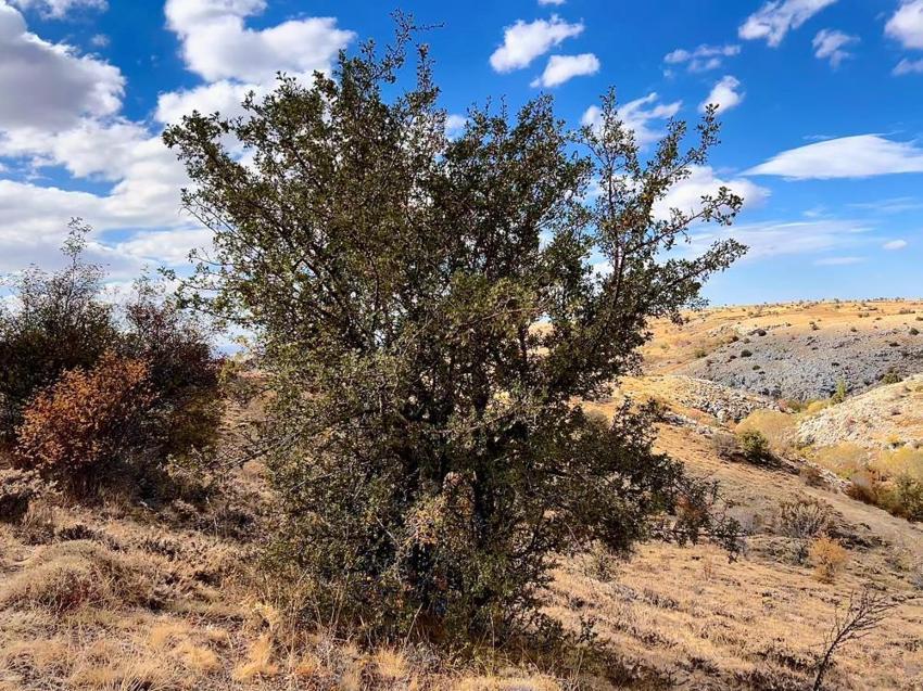Ankara'da dağlarda yetişiyor, köylü bununla geçimini sağlıyor! Faydaları saymakla bitmez