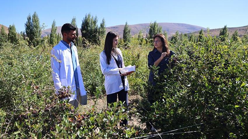 Bu meyve para basıyor! 4 yıl önce deneme amaçlı ekildi! Süper meyve aronya yüzleri güldürdü