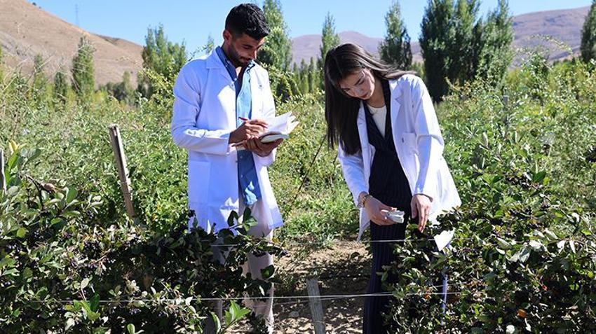 Bu meyve para basıyor! 4 yıl önce deneme amaçlı ekildi! Süper meyve aronya yüzleri güldürdü