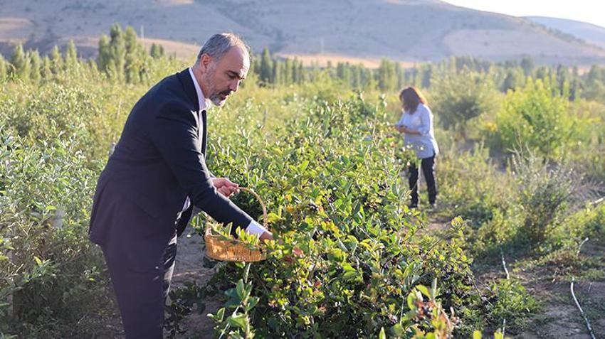 Bu meyve para basıyor! 4 yıl önce deneme amaçlı ekildi! Süper meyve aronya yüzleri güldürdü
