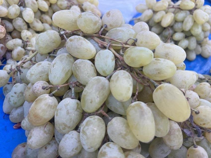 Dünyaca ünlü Alaşehir üzümleri Tavşanlı semt pazarında: Kilo fiyatı 50 TL ile 60 TL arasında değişiyor