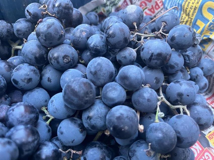 Dünyaca ünlü Alaşehir üzümleri Tavşanlı semt pazarında: Kilo fiyatı 50 TL ile 60 TL arasında değişiyor