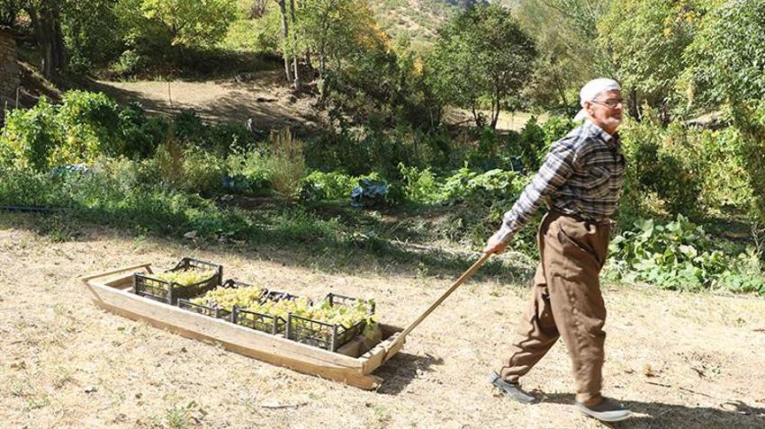 Hakkarili Süso amca yaşına aldırmadan her gün kızak çekiyor! 11 çocuğunu böyle okuttu