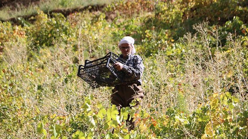Hakkarili Süso amca yaşına aldırmadan her gün kızak çekiyor! 11 çocuğunu böyle okuttu