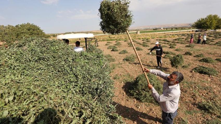GAZİANTEP HAVA DURUMU: Çiftçinin gözü bulutlarda! Ekim öncesi Gaziantep'te yağmur yağacak mı?