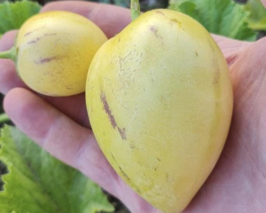 Van'da görev yapan doktor bir ilke imza attı! Bahçesinde yetiştirdiği meyveler görenleri şaşkına çeviriyor