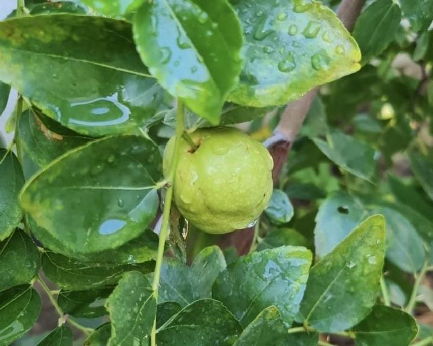 Van'da görev yapan doktor bir ilke imza attı! Bahçesinde yetiştirdiği meyveler görenleri şaşkına çeviriyor