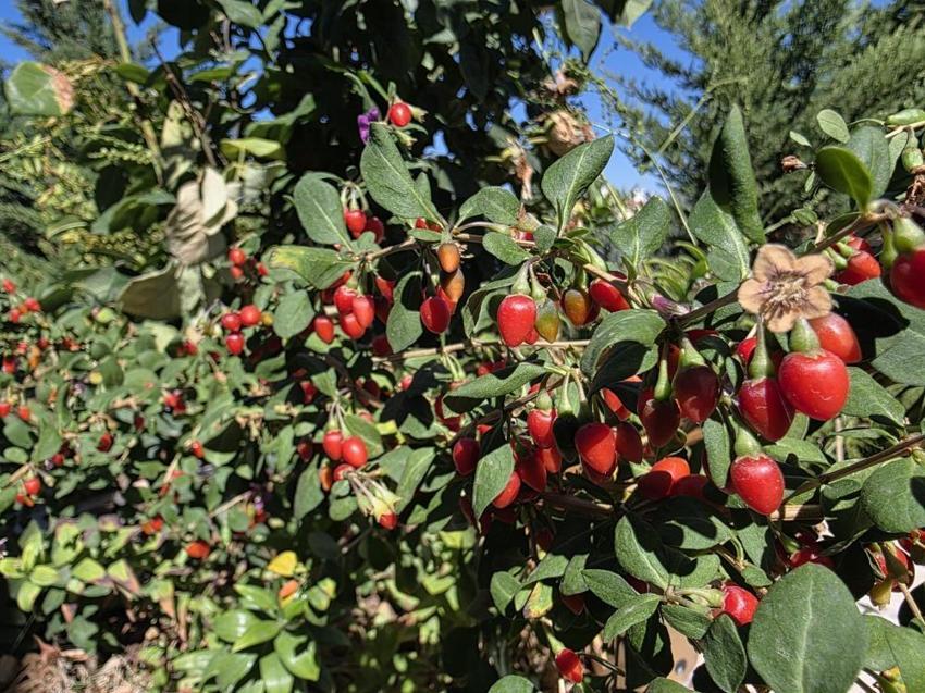 Van'da görev yapan doktor bir ilke imza attı! Bahçesinde yetiştirdiği meyveler görenleri şaşkına çeviriyor